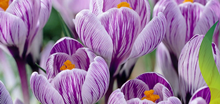 Crocus Bulbs Large Flowering Striped,  