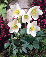 Helleborus niger Christmas Rose (3 pac 