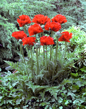 Giant Poppy King Kong Papaver (3 pac 