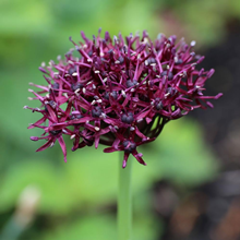 Allium Atropurpureum - Pack of 10 