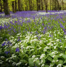 Woodland Flower Bulbs in the Green Col 