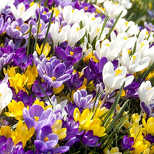 Crocus Bulbs Large Flowering Mixed - P 