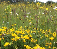 Wildflower Seed Mix for Dry, Free-drai 