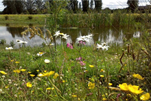 Wildflower Seed Mix for Water Margins  