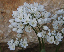 Allium Neopoliatum 