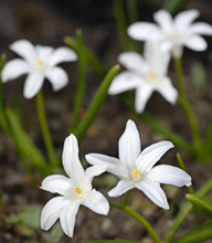 Chionodoxa Luciliae Alba 