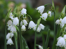 Leucojum aestivum Bulbs ''Gravetye Gia 