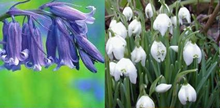 Single Snowdrops (50 Bulbs) & Engl 