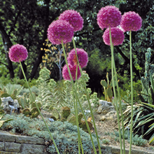 Allium Giganteum 