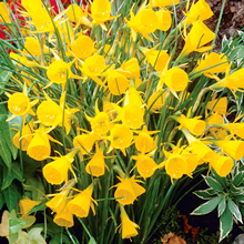 Golden Bells Narcissus 