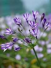 Brodiaea Queen Fabiola - Pack of 100 