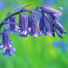 Bluebells in the green English (UK)% 