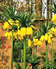 Fritillaria Crown Imperial Lutea 