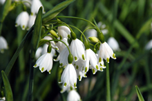 Leucojum Aestivum (Summer Snowflakes) 