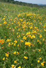 Wildflower Seed Mix for Acidic Soils % 
