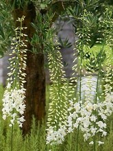 Eremurus Himalaicus 