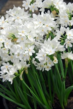 Narcissi Paperwhite Grandiflora 