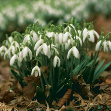 galanthus nivalis 