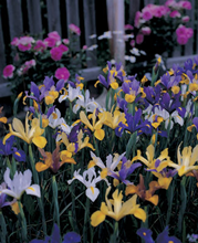 Dutch Iris Superfine Mixture 