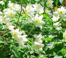 Anemone Nemerosa Green Root Cuttings 10% 