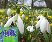 Snowdrops, Bluebells & Aconites Collec 