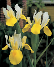 Dutch Iris Symphony 