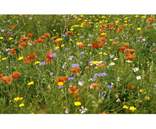 Cornfield Annuals Seed Mix 