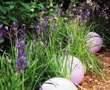 Camassia esculenta - Pack of 100 