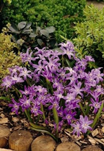 Chionodoxa Violet Beauty 