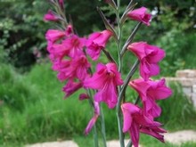 Gladioli Byzanthinus - Pack of 100. 