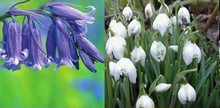 Single Snowdrops (50) & English Bl 