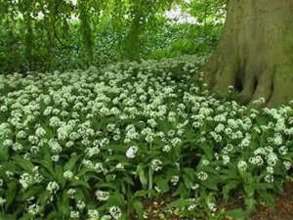 Wild Garlic Ramsons Allium Ursinum Allium Bulbs Wild Garlic Ramsons Allium Ursinum Allium Bulbs