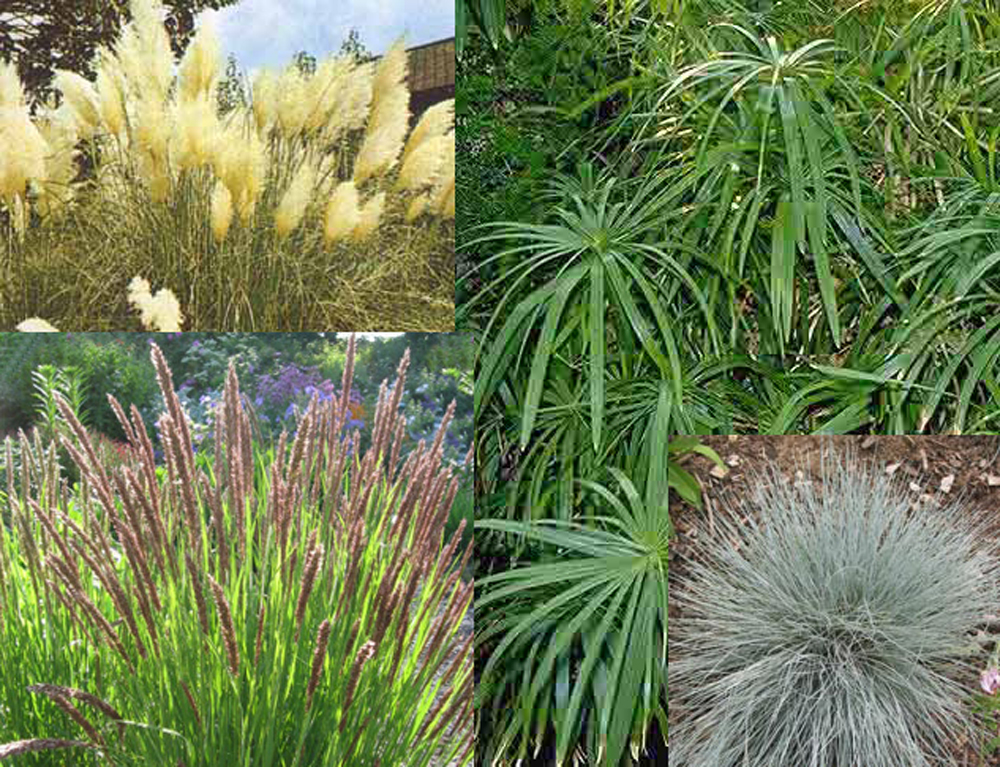 Ornamental Grasses Collection Seed Store