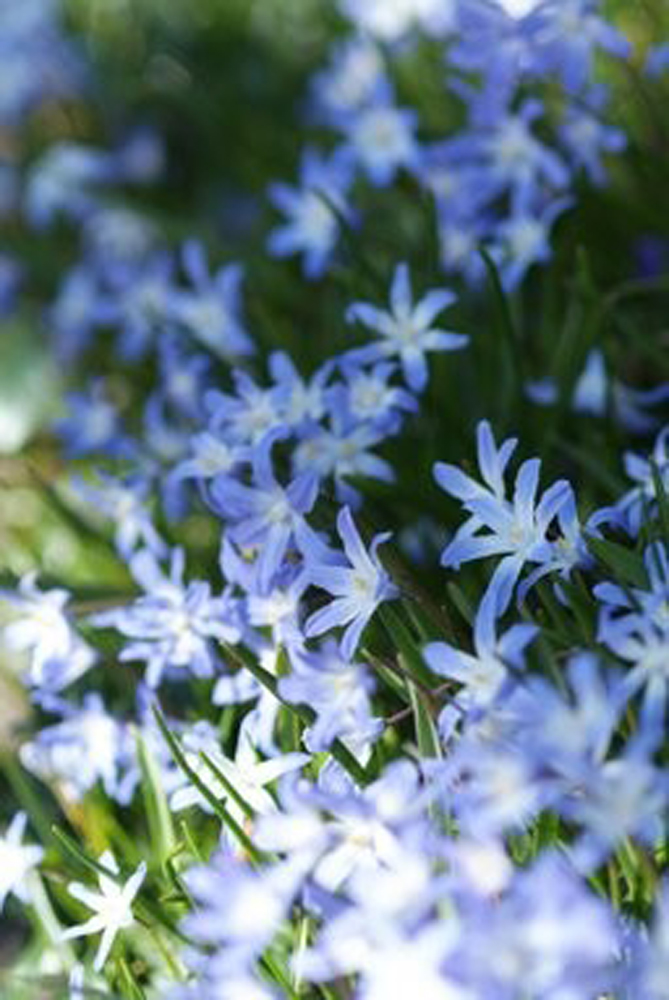 Chionodoxa Luciliae Pack of 25 - Chionodoxa Bulbs