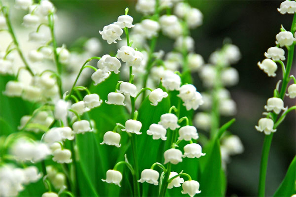 Lily of the Valley Convollaria Majalis Pack of 5 - Bare Root Perennials