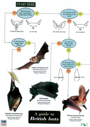 North American Bat Identification Guide – PKGI