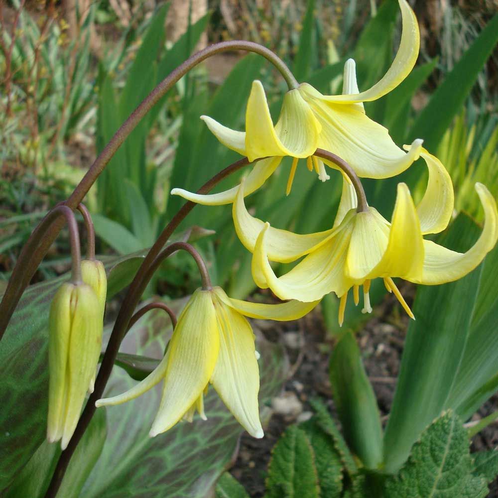 Erythronium Pagoda Dog Tooth Volet - Erythronium Dogs Tooth Violet