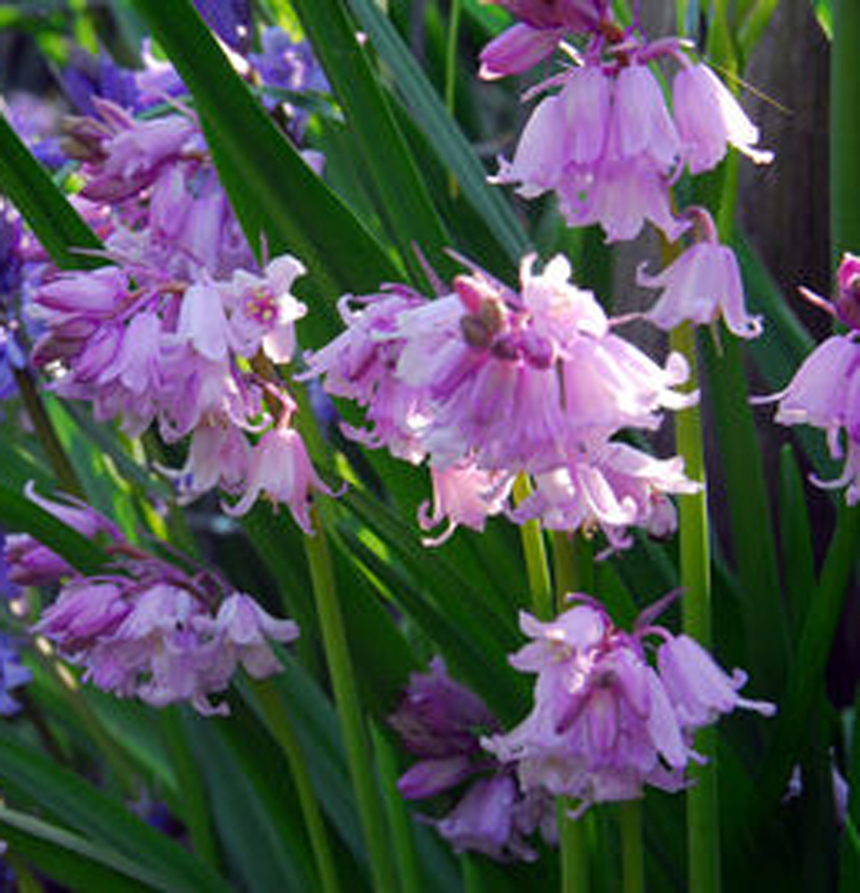 Pinkbells Scilla Campanulata Pack of 25 - Scilla Bulbs Squils