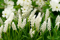 Muscari bot Album - White - Pack of% 