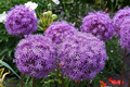 allium gladiator 