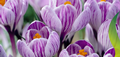 Crocus Bulbs Large Flowering Striped,  