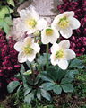 Helleborus niger Christmas Rose (3 pac 