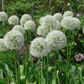 Allium Mount Everest - Pack of 5 