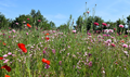 Wildflower seed mix for flowering lawns% 