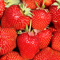 Strawberry Early Crop - Honeoye, 5 p 