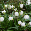 Spring Snowflakes L. vernum - Pack of% 