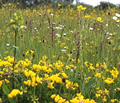 Wildflower Seed Mix for Dry, Free-drai 
