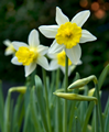 Narcissi Topolino - Pack of 10 