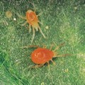 Spider Mites 