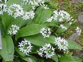 Wild Garlic in the green - Allium Ur 